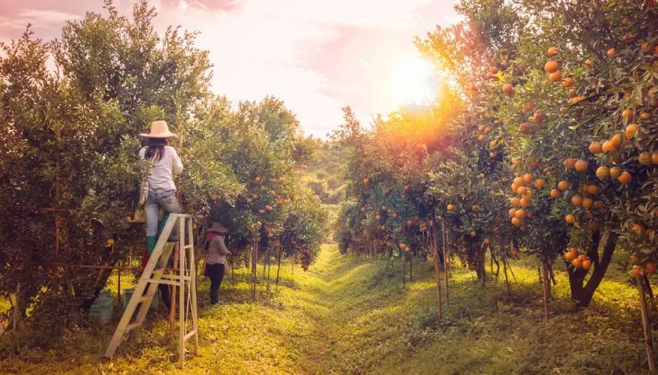 marketing azienda agricola